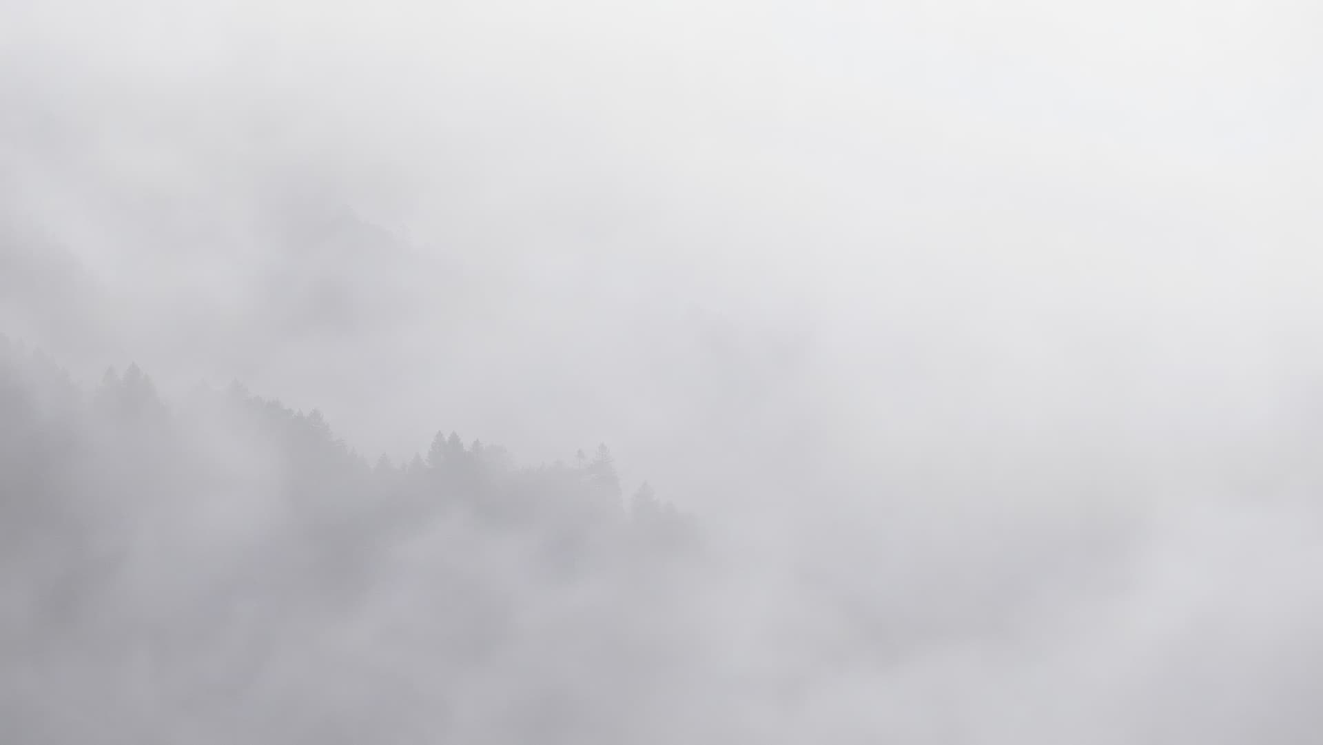 Misty Woodlands wallpaper preview
